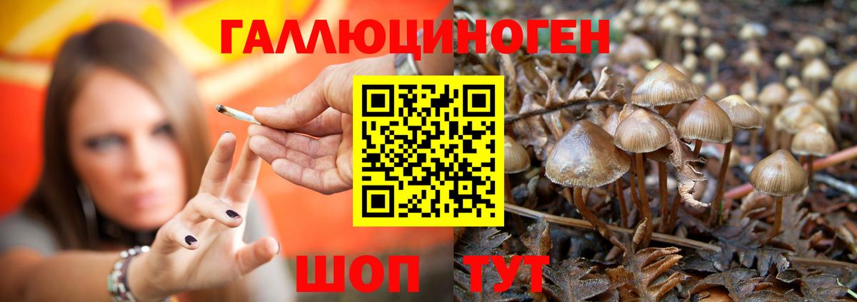 Галлюциногенные грибы Psilocybe Алатырь
